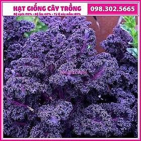 Hạt giống rau cải xoăn tím, cải kale tím cao sản - gói 20 hạt - nảy mầm tốt, năng suất cao, dễ chăm sóc