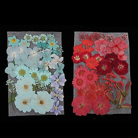 75Pc Natural Real Pressed Dried Flowers DIY Scrapbook