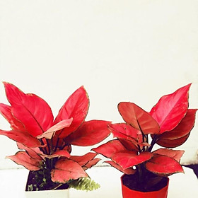 Cây vạn lộc đỏ (cây hồng lộc) - Cây phong thủy để bàn