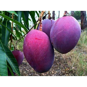 Mua CÂY GIỐNG XOÀI NGỌC VÂN (XOÀI TÍM ĐÀI LOAN)