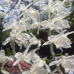 Hoa phong lan giả hạc hawai cây giống cây cực đẹp