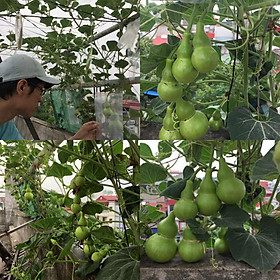 Mua Bộ 1 gói Hạt giống bầu hồ lô mini
