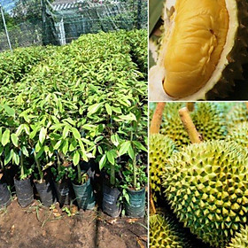 Mua cây giống sầu riêng chuồng bò