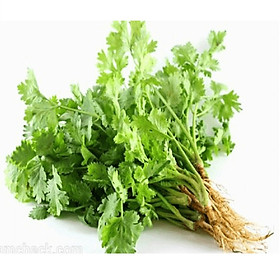 Hạt giống mùi tía (ngò tía) 50gr