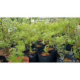 Cây Đinh Lăng ta lá nhỏ-cây giống