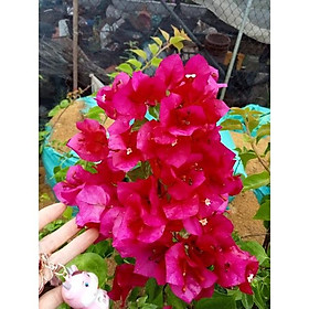 Mua Hoa giấy Thái màu đỏ son