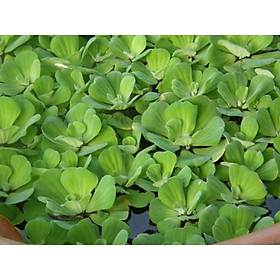 BÈO CÁI - hay còn gọi là bèo tai tượng - cây thủy sinh lọc nước trang trí hồ cá