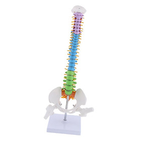 Human Vertebral Column with Pelvis Skeleton Model Medical Anatomical Spine