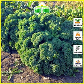 Hạt giống Cải Xoăn Kale Kháng Bệnh Tốt, Trồng Quanh Năm (gói 5 gram) - Hạt giống Rạng Đông