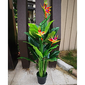 Mua Cây Thiên Điểu Giả cao 150cm 3 thân đã kèm chậu như hình
