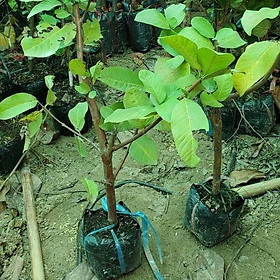 Cây giống Ổi Lê Đài Loan gốcCỒ SIÊU TO 1.5-2cm có trái sau 2-4 tháng trồng