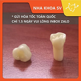 Răng nhựa trẻ em cho sinh viên thực hành