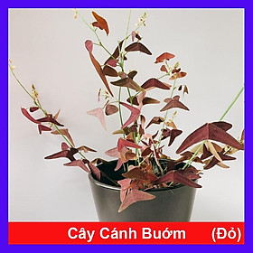 Cây cánh bướm đỏ - Cây cảnh để bàn + tặng phân bón cho cây