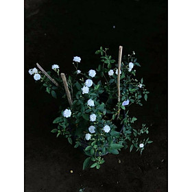 Mua Hồng bạch trà