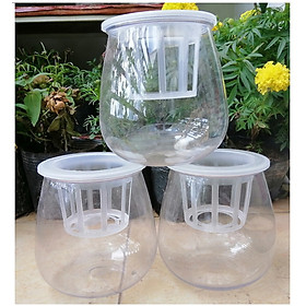 ComBo 3 Chậu Nhựa Trồng Cây Thủy Sinh, Kích Thước 10x10x13Cm