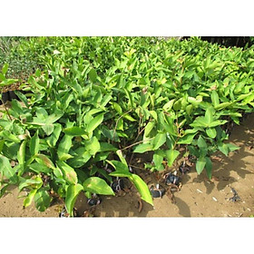 Mua Cây  giống roi đỏ Thái