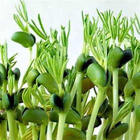 Mua Hạt giống rau mầm đậu Hà Lan