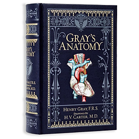 Artbook - Sách Tiếng Anh - Gray S Anatomy