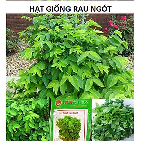 Mua Hạt Giống Rau Ngót - Gói 1gr