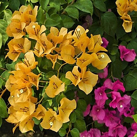 Hoa giấy màu vàng - chậu cây đang hoa, size cây nhỡ
