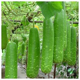 Mua Hạt giống Bầu sao F1  đóng gói 10 hạt