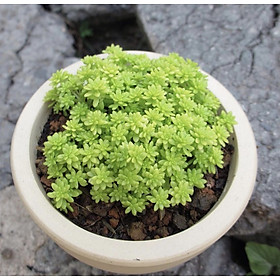Mua Sen đá sedum vàng  sen đá phát quang màu vàng  size nhỏ