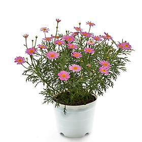 Mua Chậu Hoa cúc họa mi LAFA GARDEN