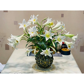 Bình hoa thuỷ tinh trụ tròn đẹp cắm hoa cao cấp Decor trang trí nhà cửa