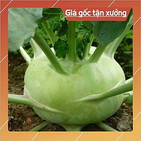Hạt Giống Su Hào Xanh 0.5gr