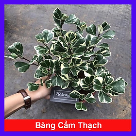 Mua Cây BÀNG CẨM THẠCH - Bàng Trái Tim Mini để bàn