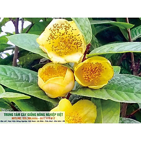 Mua Cây Giống Chè Hoa Vàng