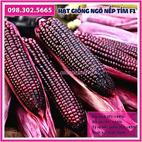 50g Hạt giống ngô nếp tím F1 - bắp nếp tím năng suất cao, chất lượng tốt