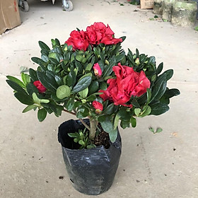 Mua Cây hoa đỗ quyên đỏ cao 25cm  Cây tán tròn nhiều hoa nhiều nụ nở đẹp cây thích hợp trang trí nhà cửa sân vườn