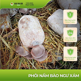Combo 10 phôi nấm bào ngư xám - Notonam Food - Trồng Nấm Tại Nhà
