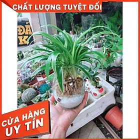 Chậu Lan Chi Thủy Sinh Nhiều Người Mua (Dây Nhện)