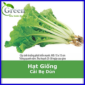 Mua Hạt Giống Cải Bẹ Dún Dễ Trồng