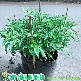 Mua Cây Ớt Hiểm Sẵn Quả