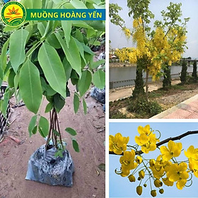 Cây giống phong linh vàng, tím, hồng, giống cây công trình mang nhiều ý nghĩa phong thủy, mang tài lộc đến cho gia chủ