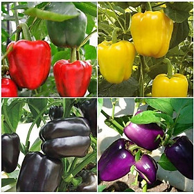 Mua Hạt giống ớt ngọt đà lạt nhiều màu - 1 gói 10 hạt