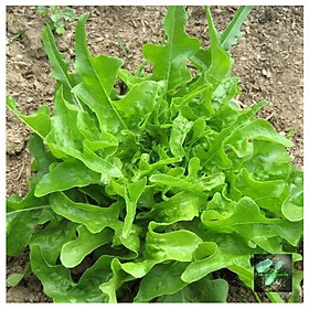 Mua Hạt giống xà lách Oakleaf  đóng gói 2gr
