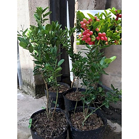 Cây SIRO quả đỏ hồng, siêu sai quả - CAM KẾT GIỐNG CHUẨN