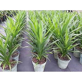 Mua CÂY LÁ NẾP THƠM - CÂY LÁ NẾP- CÂY DỨA THƠM GIỐNG