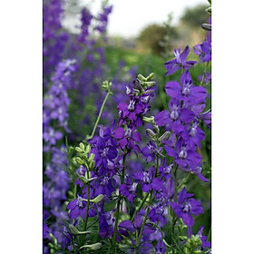 Mua Bộ 1 gói Hạt giống hoa violet