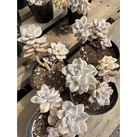 Mua cây sen đá đá var vàng cam bụi