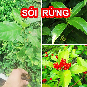 Mua Cây Sói Rừng