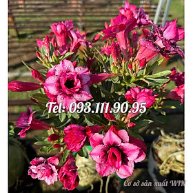 Mua Bịch 10 hạt giống hoa sứ cẩm thạch thiên nga Tawain màu hồng tím tía cánh nhọn – Mã số 1456