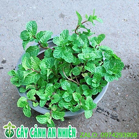 Mua Chậu Cây Rau Húng Lủi
