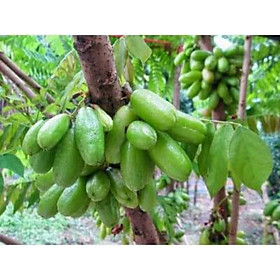 Mua Cây Khế Tàu Giống (Trồng 1 Năm Có Quả)