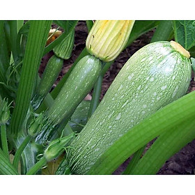 01 Gói Hạt Giống Bí Zucchini ( Bí Ngòi Xanh )