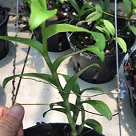 Mua Hoa lan phi điệp - bầu cánh mai(cây cao 20cm trồng ấm chậu bộ rễ khỏe)